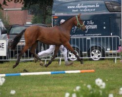 jumper Javel van de Mispelaere (Belgian Warmblood, 2009, from Equistro van de Mispelaere)