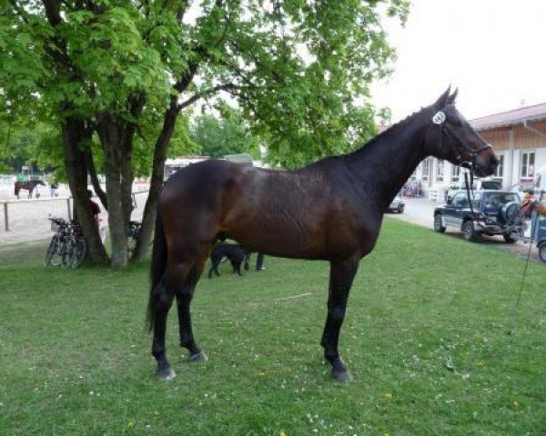 Pferd Solferino G (Bayer, 2005, von Seigneur d'Alleray xx)