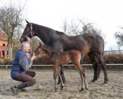 Springpferd Amelie G (Bayer, 2010, von Florestano)