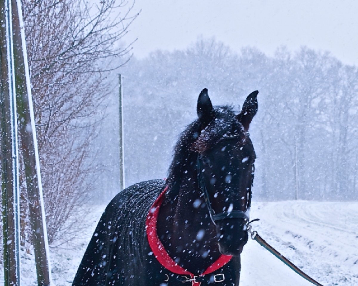 jumper Ruby tuesday (Hanoverian, 2007, from Rousseau)