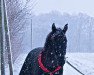 jumper Ruby tuesday (Hanoverian, 2007, from Rousseau)