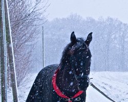 Springpferd Ruby tuesday (Hannoveraner, 2007, von Rousseau)