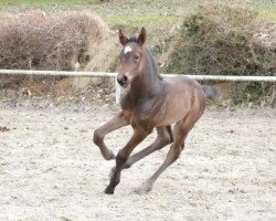 broodmare Feliz G (Bavarian, 2010, from Gambrinus Son)