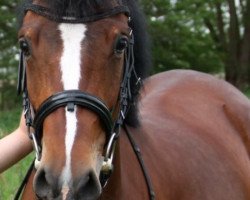 dressage horse Capparis (German Riding Pony, 2009, from Maverick)