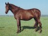 horse Ulla V (Holsteiner, 1982, from Cor de la Bryère)