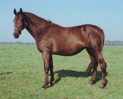 broodmare Ulla V (Holsteiner, 1982, from Cor de la Bryère)