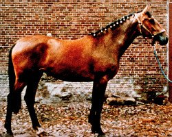 broodmare Palisa (Holsteiner, 1978, from Cor de la Bryère)