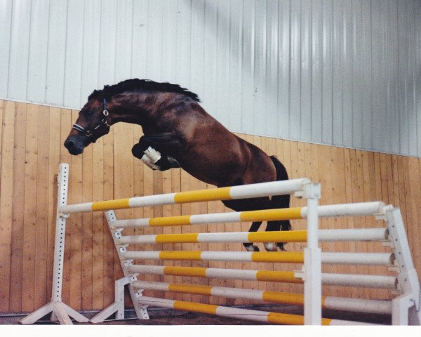 stallion Le Sauvage (Holsteiner, 1989, from Le Grand I)