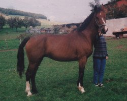 Zuchtstute Alberta (Holsteiner, 1986, von Aloube Z)