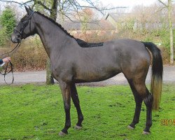 broodmare Dublette (Holsteiner, 2011, from Classe VDL)