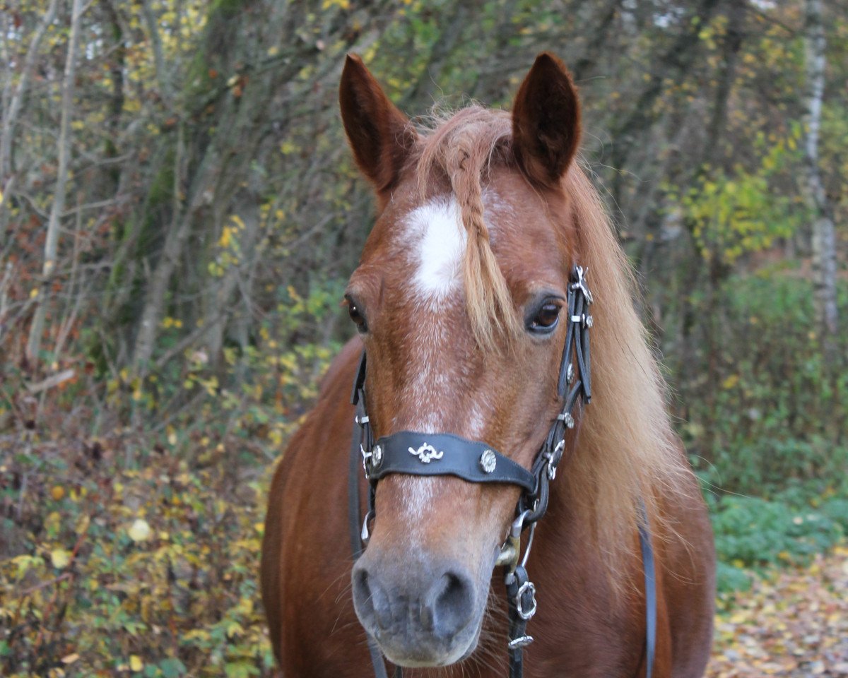 horse Rosstein Charleene (Welsh, 1991, from Rosstein Jago)