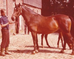 broodmare Nato (Holsteiner, 1976, from Ronald)