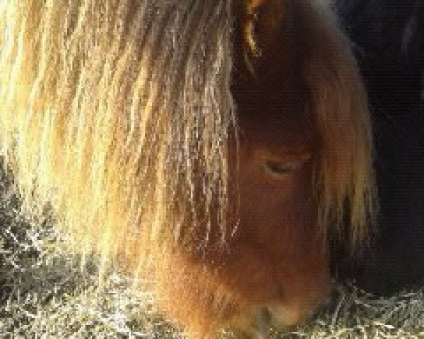 Zuchtstute Ozella vom Schauenstein (Shetland Pony, 1997, von Willibald von Uda)