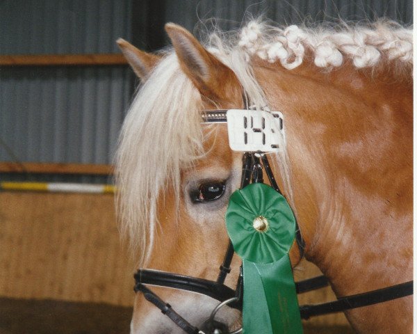 broodmare Winterfee (Haflinger, 1995, from Winterson)