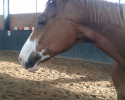 dressage horse Fürst Rooney (Oldenburg, 2006, from Rooney)