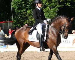 dressage horse Sino de Almeida (Lusitano, 1999, from Lavagante)