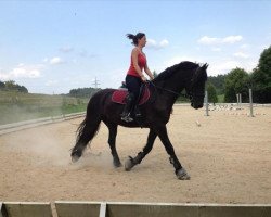 horse Rolls (Friese,  )