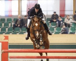 stallion Zordon (Hungarian Warmblood, 2003, from Ginus)