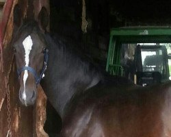 dressage horse Diamond Simba (Württemberger, 2014, from Don Diamond)