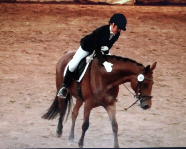 dressage horse Dahlia 47 (Hanoverian, 2008, from Danone II)