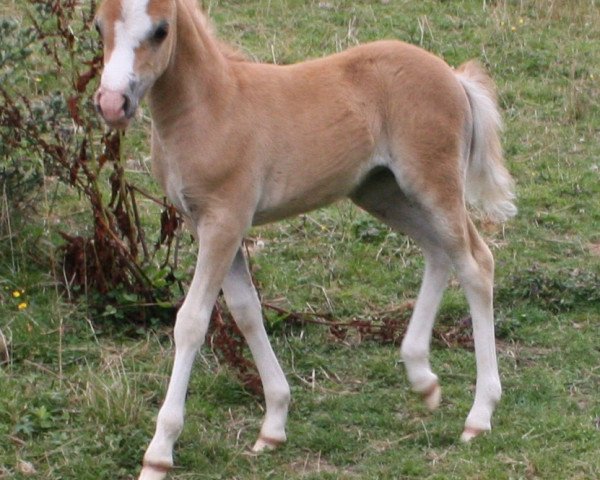 broodmare Fine Hot Rain (Welsh mountain pony (SEK.A), 2015, from Vikarien's Jel.)