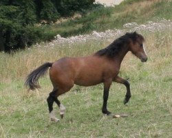 broodmare Fine Summer (Welsh mountain pony (SEK.A), 2014, from Vikarien's Jel.)