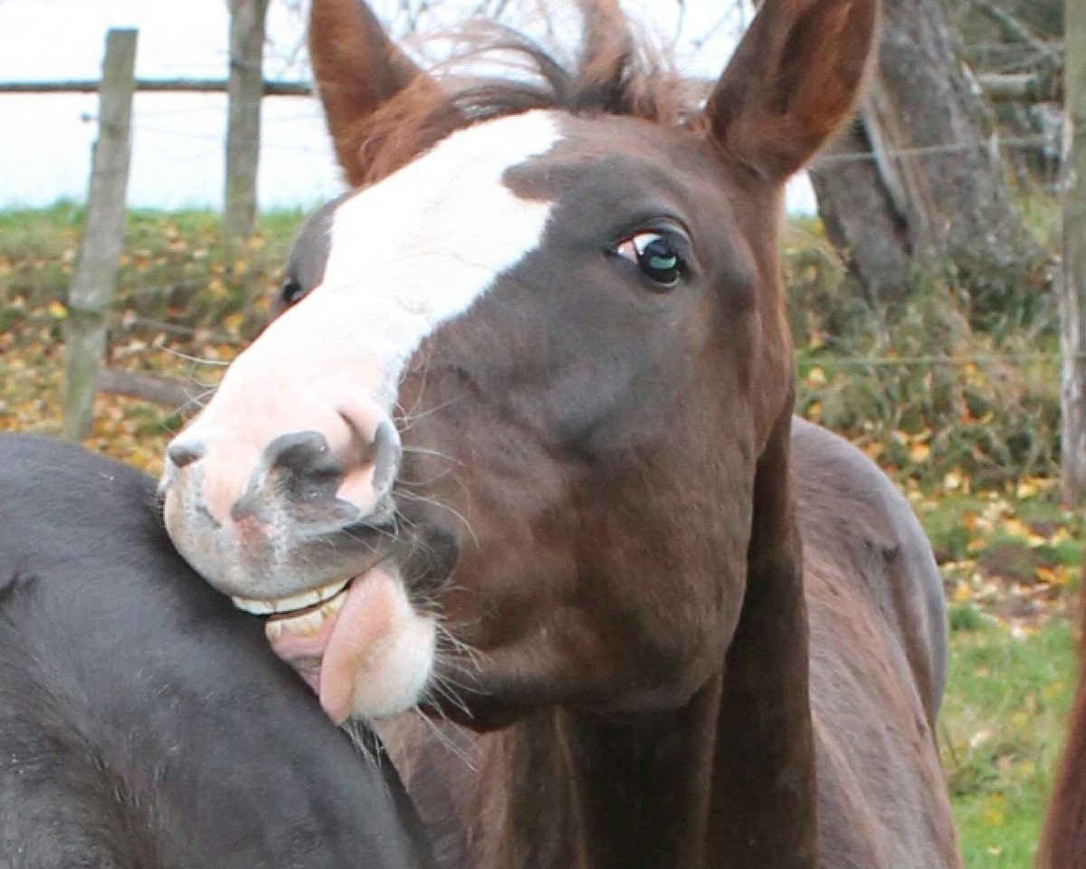 dressage horse Diamond's Star (Zweibrücken, 2015, from Don Diamond)