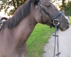 dressage horse Dusty Boy 10 (German Riding Pony, 2009, from Danny Gold)