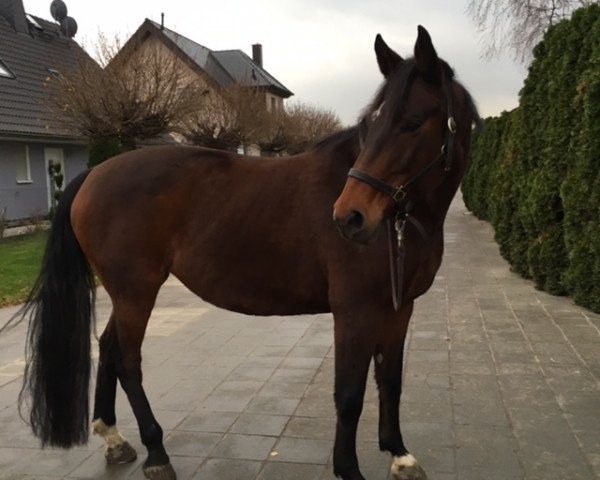 horse Lana (German Warmblood, 2000, from Latouro)