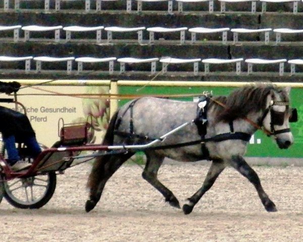 Zuchtstute Chocoletta (Shetland Pony, 2010, von Indigo)