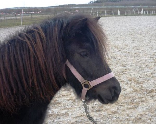 broodmare Lawinja (Shetland Pony,  , from Cooper)