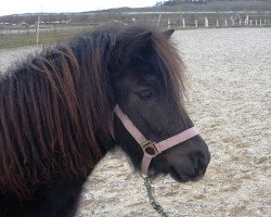 Zuchtstute Lawinja (Shetland Pony,  , von Cooper)