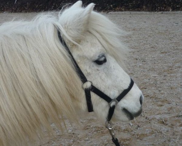 Zuchtstute Lady Lou (Shetland Pony, 2002, von Incus)