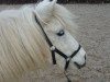 broodmare Lady Lou (Shetland Pony, 2002, from Incus)