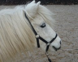 Zuchtstute Lady Lou (Shetland Pony, 2002, von Incus)