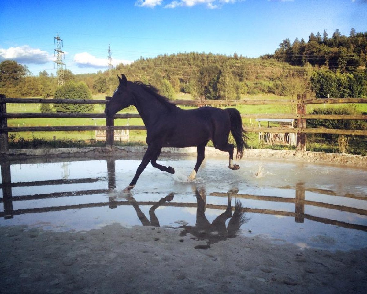 broodmare Feuerschwall (Oldenburg, 1997, from Sandro Hit)