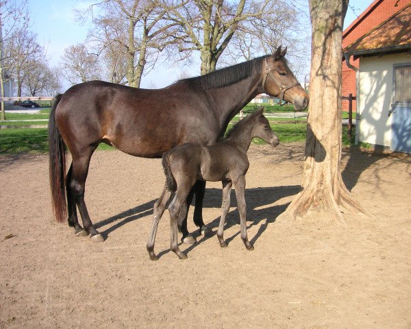 Zuchtstute Kantara (Trakehner, 2004, von Sapros)