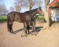 Pferd Kantara (Trakehner, 2004, von Sapros)