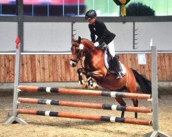 jumper Alana H (German Riding Pony, 2005, from Amarillys Sensation D)