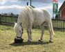 dressage horse Emma (Welsh-Pony (Section B), 2016)