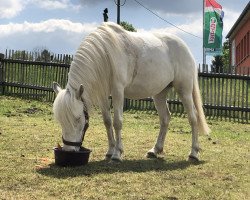 dressage horse Emma (Welsh Pony (Sek.B), 2016)