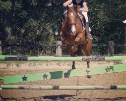 jumper Laneo (Hanoverian, 2004, from Lordanos)