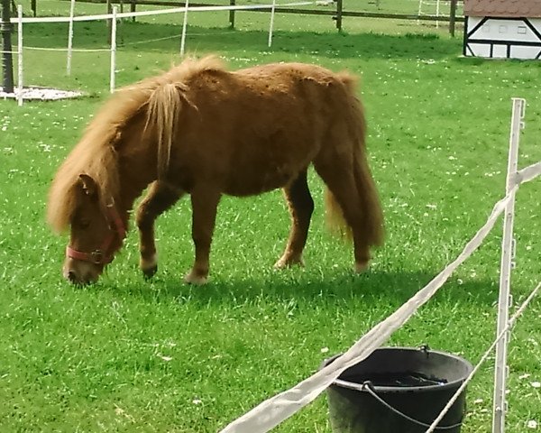 Pferd Biene vom Herdicksbach (Shetland Pony (unter 87 cm), 2013, von Steinburgs Baldur)