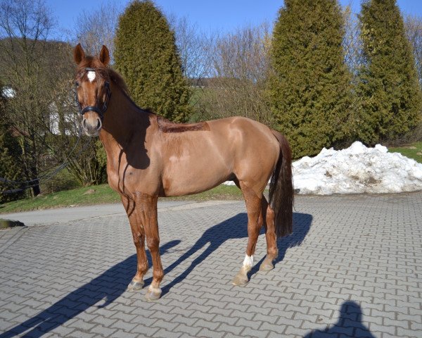 dressage horse Lugatano (Westphalian, 2009, from Lugato)