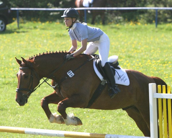 dressage horse Hansi 297 (Mecklenburg, 2002, from D'Olympic)