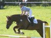 dressage horse Hansi 297 (Mecklenburg, 2002, from D'Olympic)