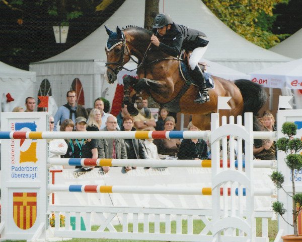 stallion Amoroso van de Helle (Holsteiner, 2001, from Acorado I)