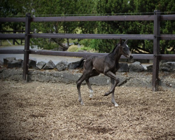 broodmare Gemmy (Rhinelander, 2020, from Gaitano)