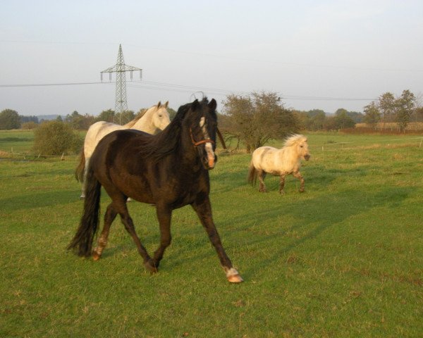 horse Paula (German Riding Pony, 2000, from Feldhof's Orbit)