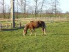 horse Pebbles (German Riding Pony, 2001, from Feldhof's Orbit)